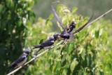 Schwalben füttern Jungtiere an einem stürmischen Tag